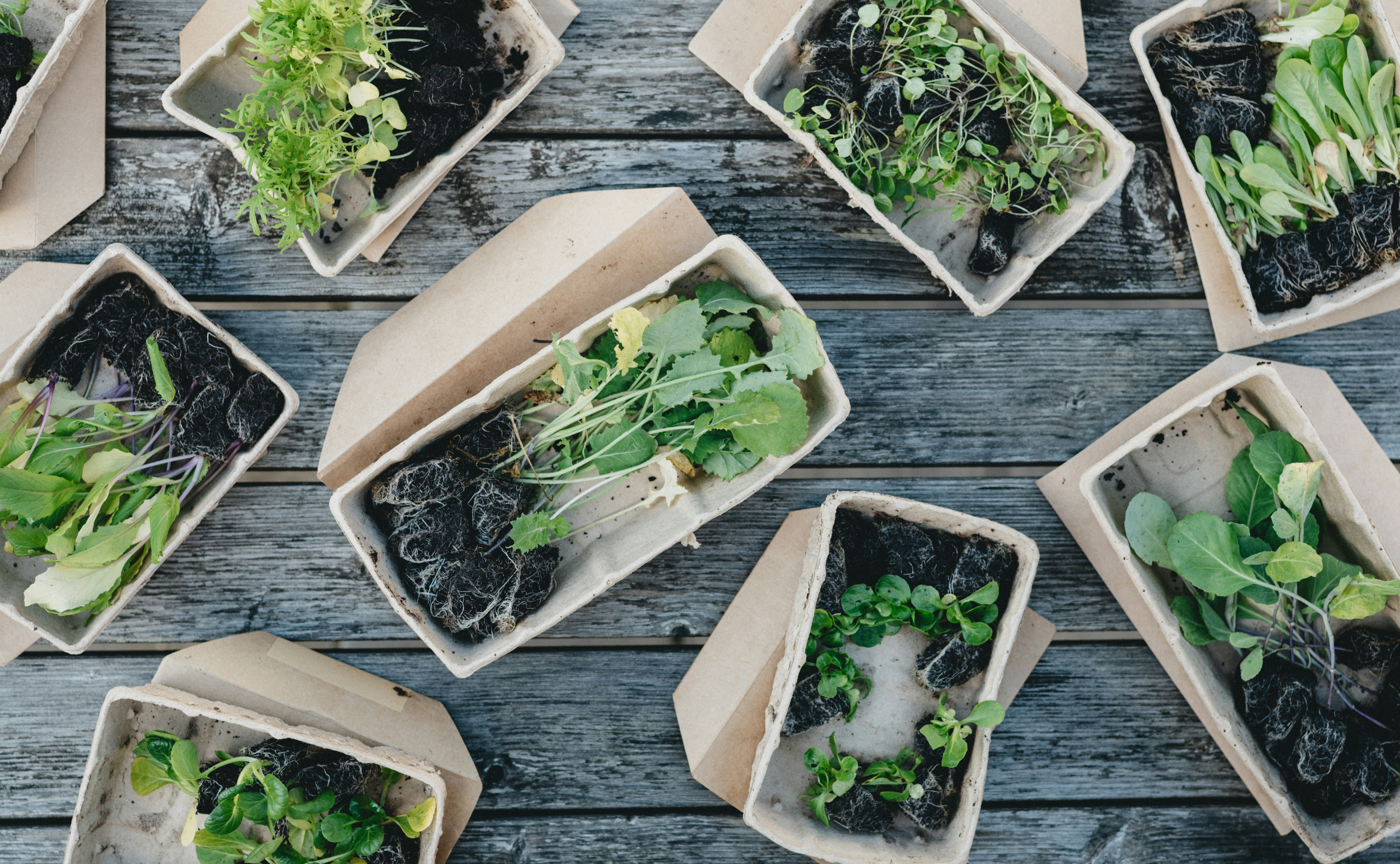 biodegradable