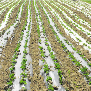 bopla film in Agricultural applications