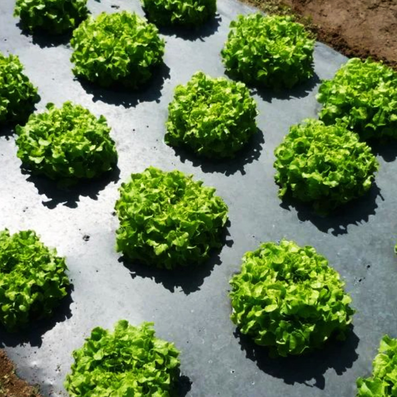 mulch film biodegradable