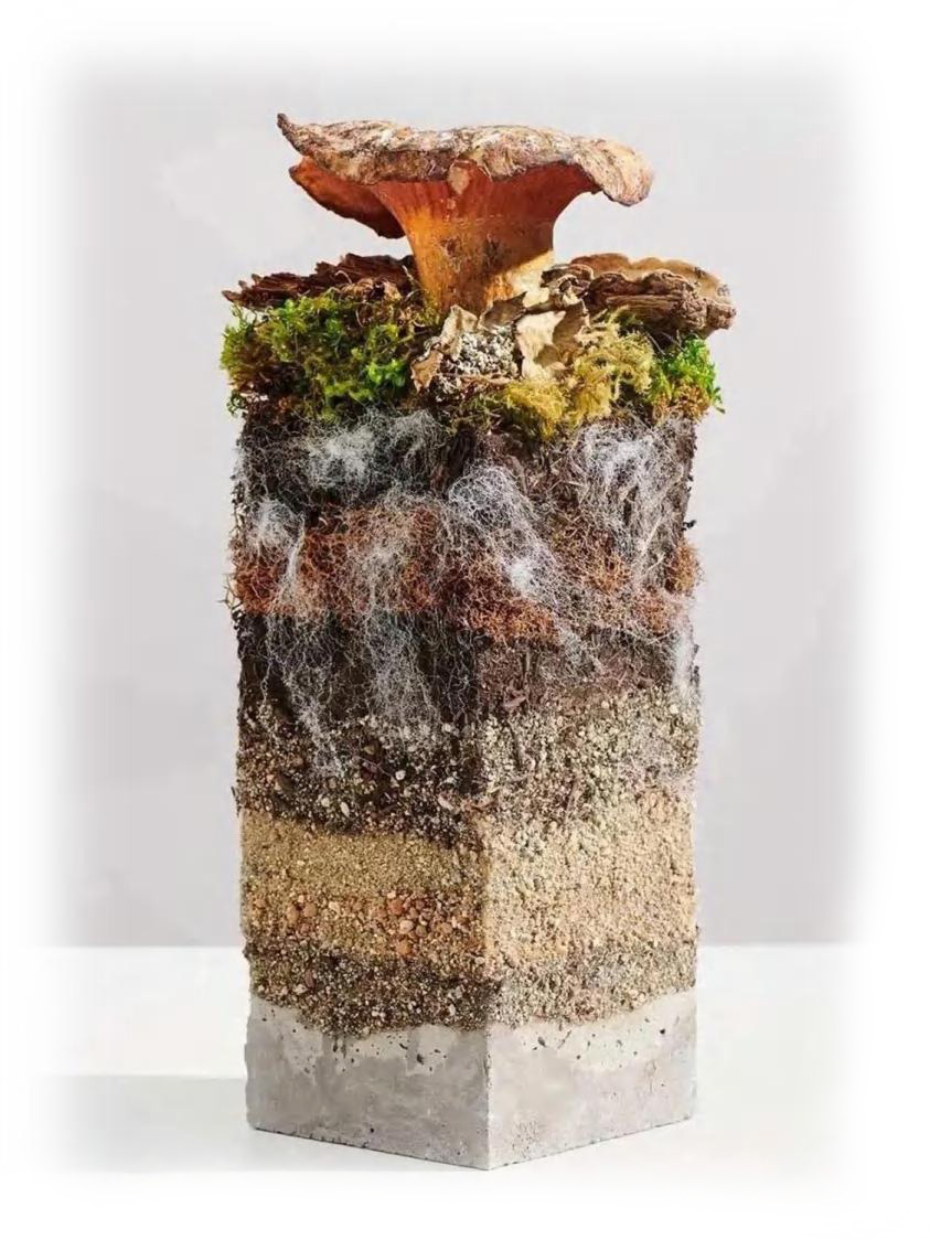 mushroom mycelium packages