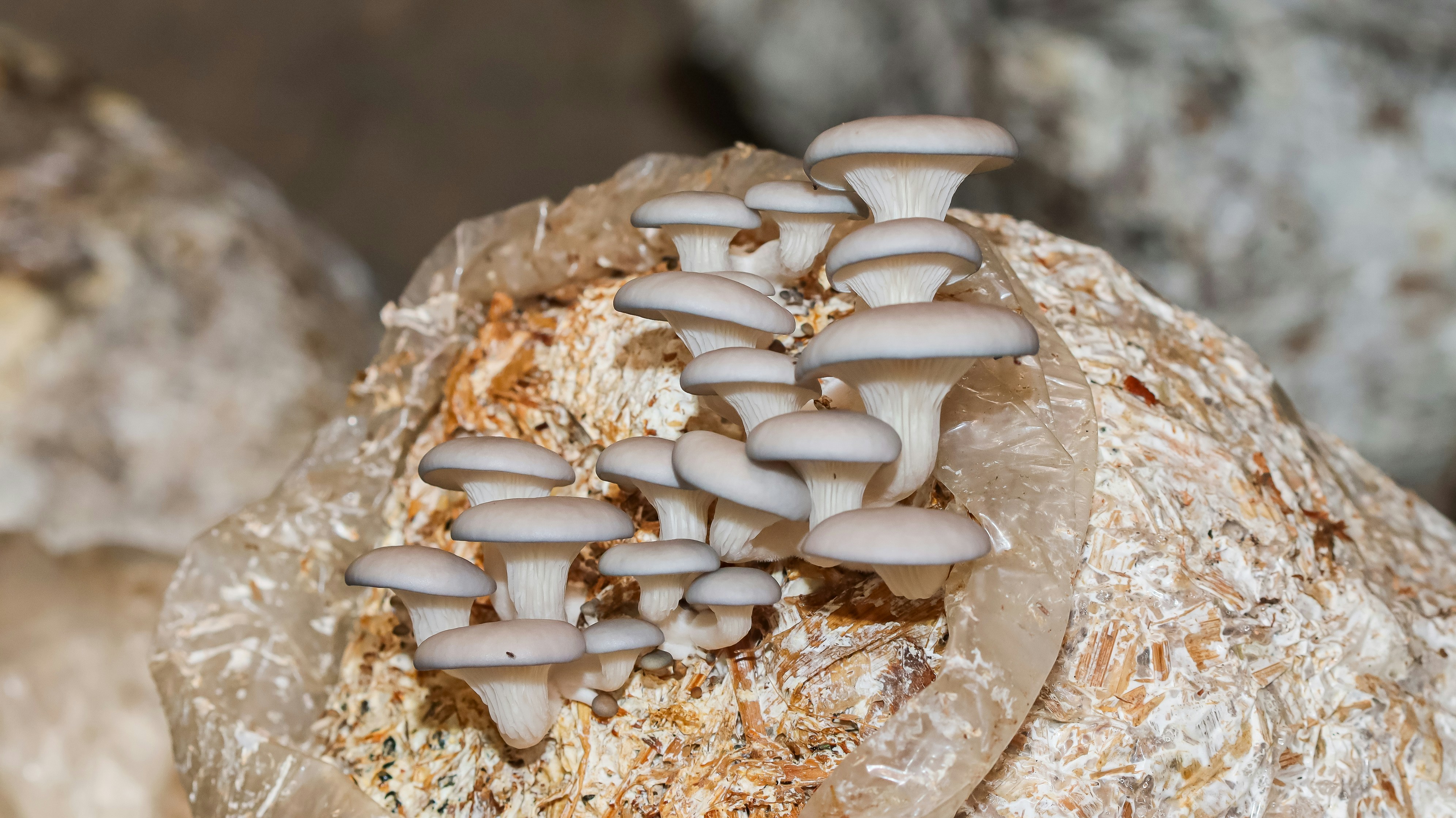 mushroom mycelium yito