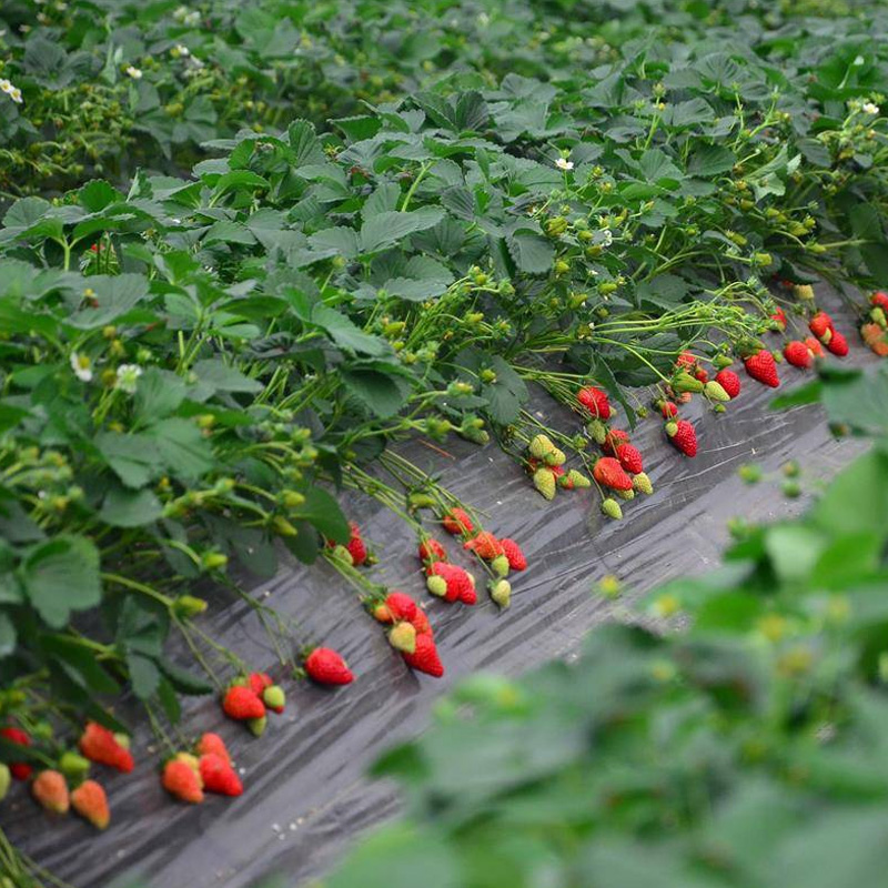 strawberry mulch films biodegradabble